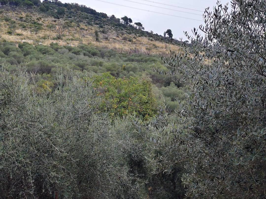 Terreno Agricolo in vendita a Maenza