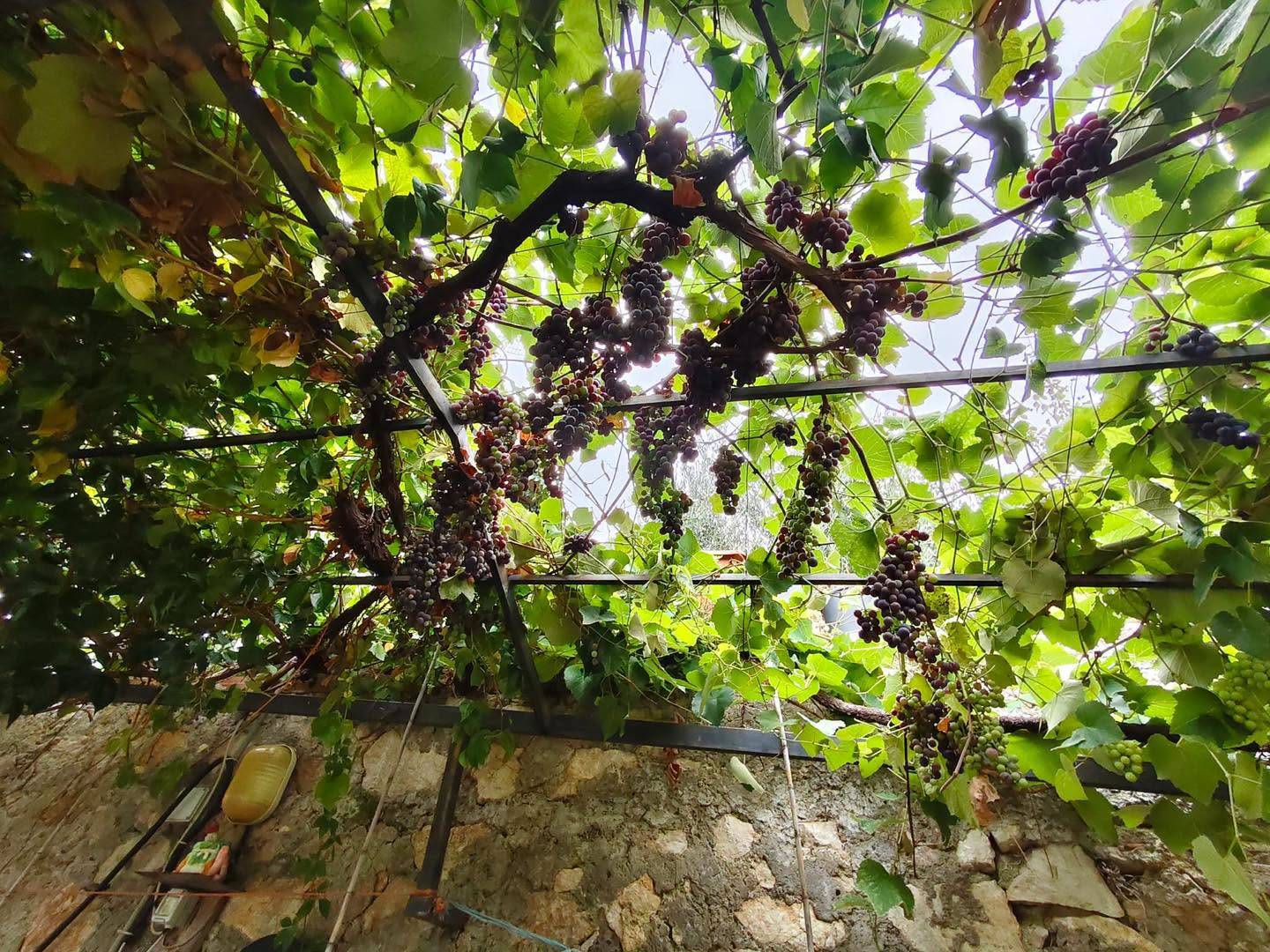 Terreno Agricolo in vendita a Maenza