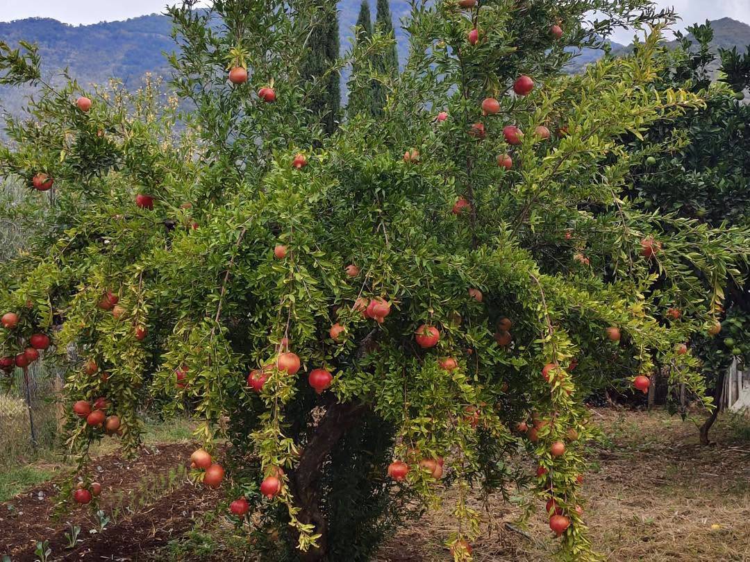Terreno Agricolo in vendita a Maenza