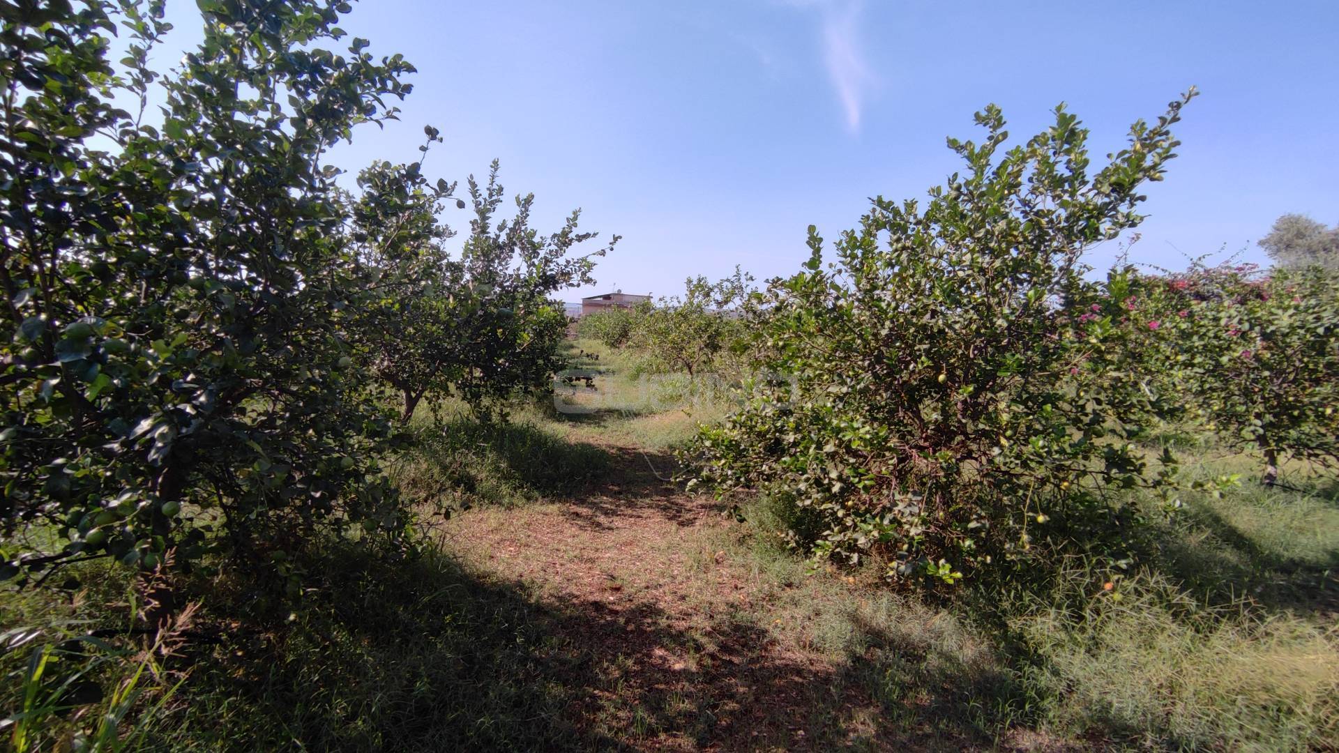 Terreno in vendita, Floridia finaidi