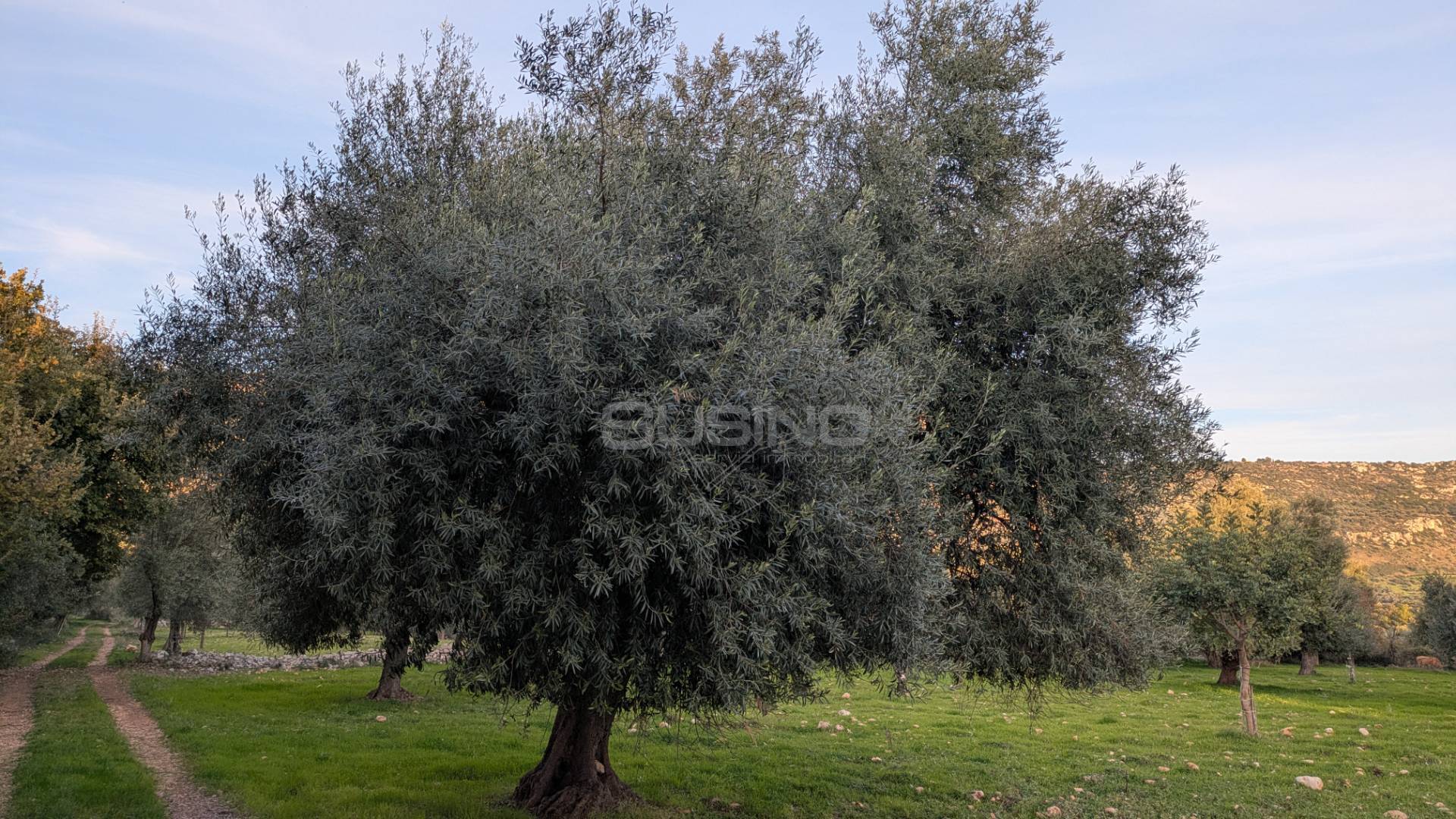 Terreno Agricolo in vendita a Solarino