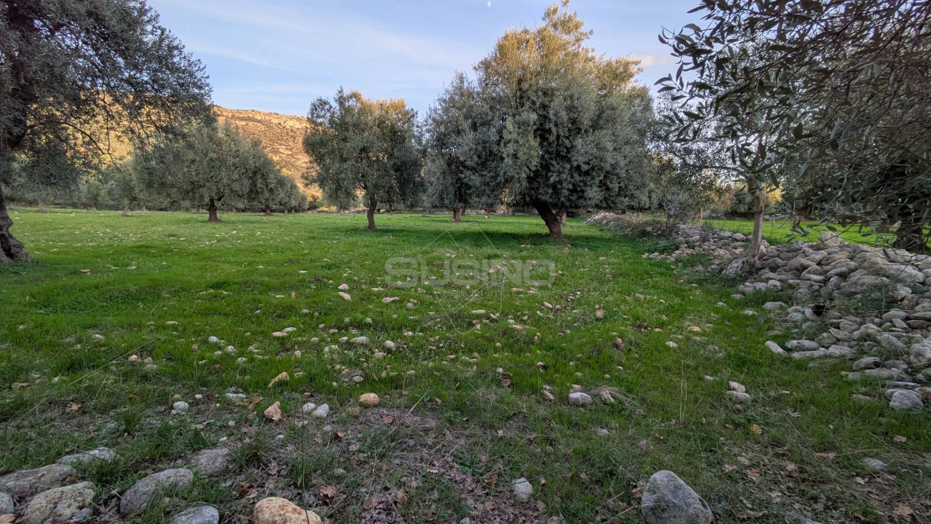 Terreno Agricolo in vendita a Solarino