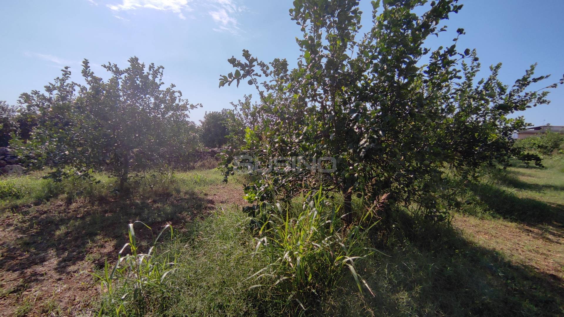 Terreno Agricolo in vendita a Floridia, Finaidi