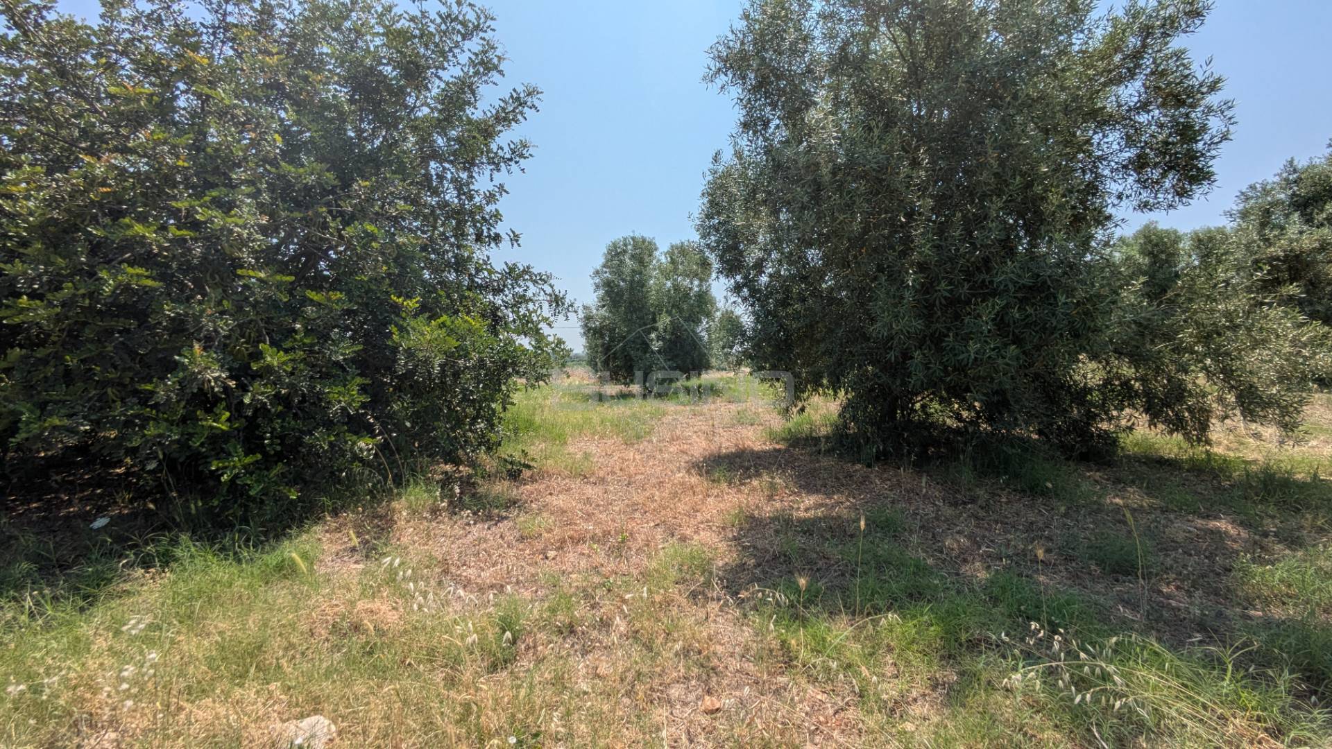 Terreno Agricolo in vendita a Floridia, Cugno di Canne