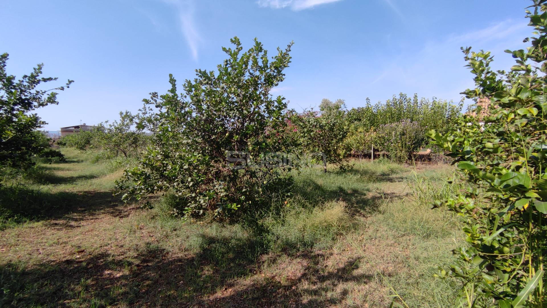 Terreno Agricolo in vendita a Floridia, Finaidi