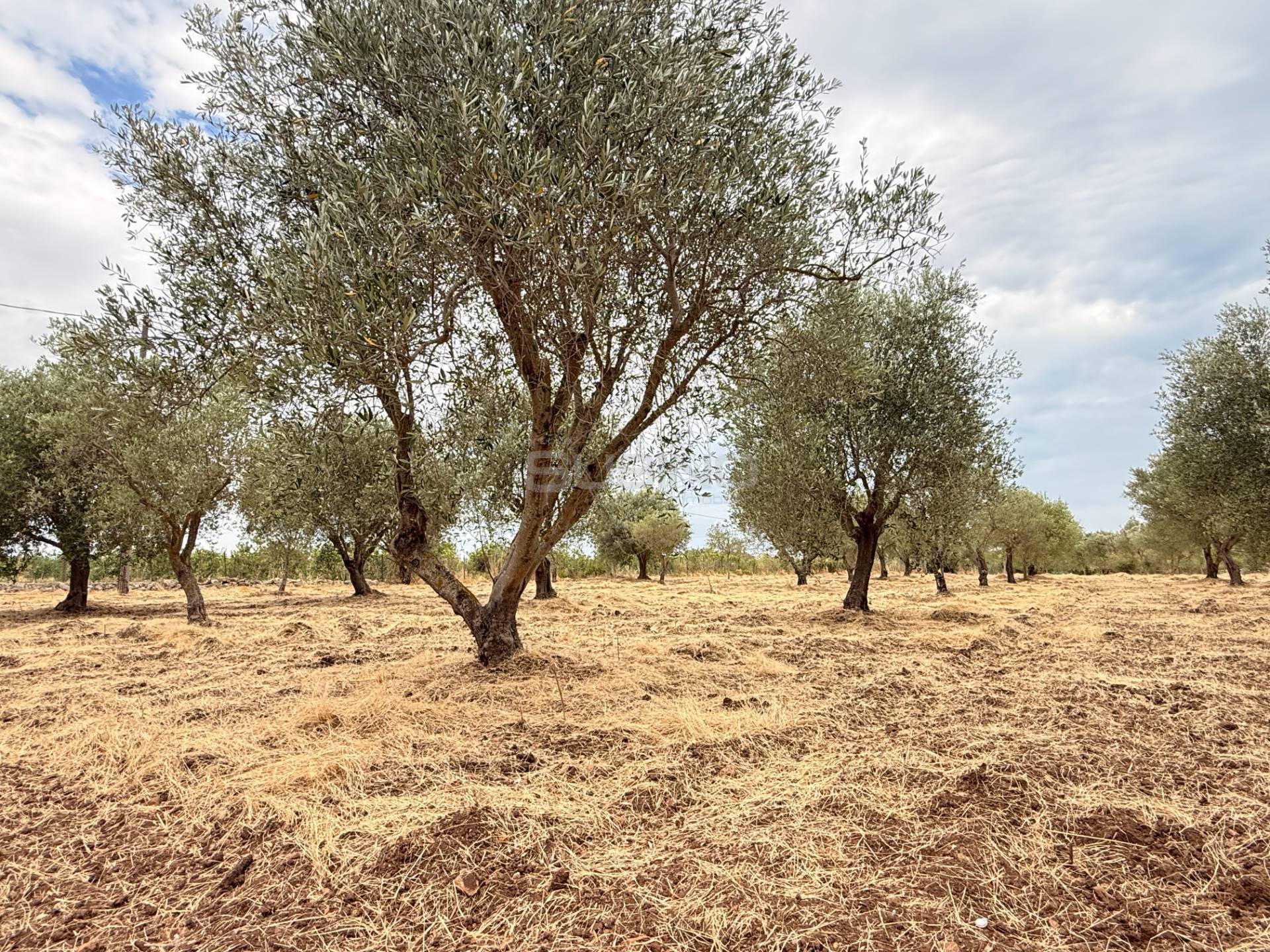 Terreno Agricolo in vendita a Siracusa, Elorina