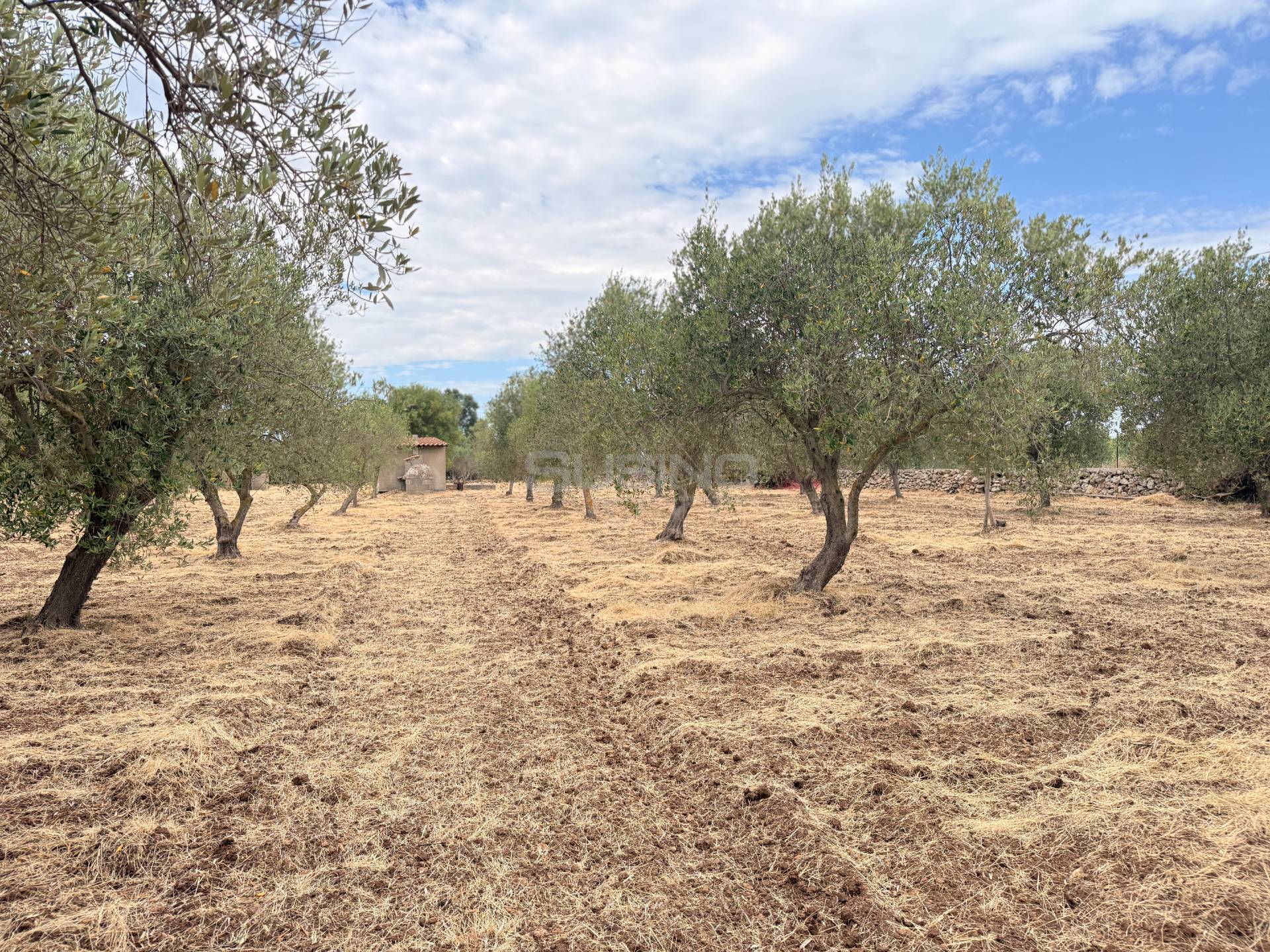 Terreno Agricolo in vendita a Siracusa, Elorina