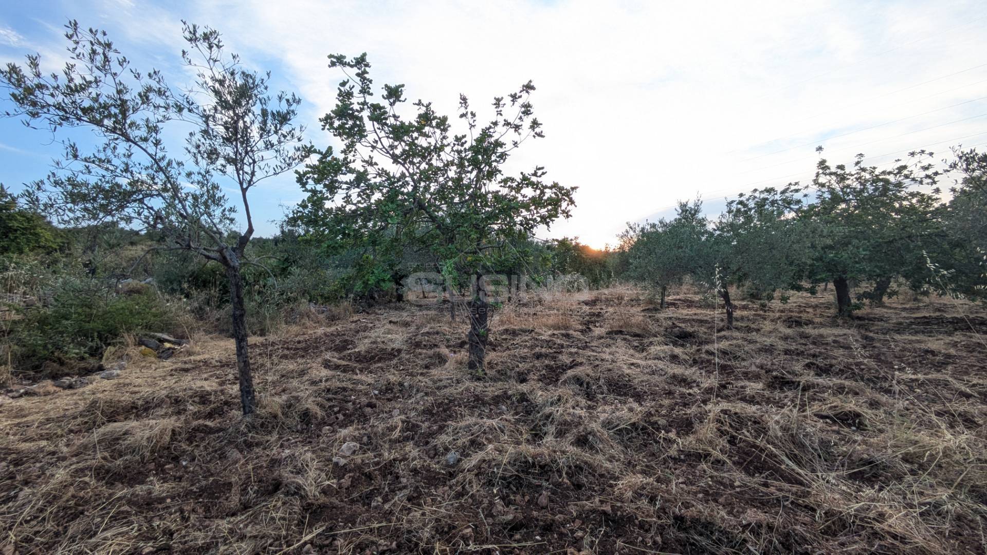 Terreno Agricolo in vendita a Floridia