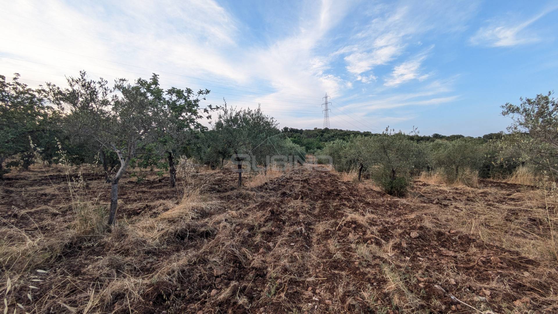 Terreno Agricolo in vendita a Floridia