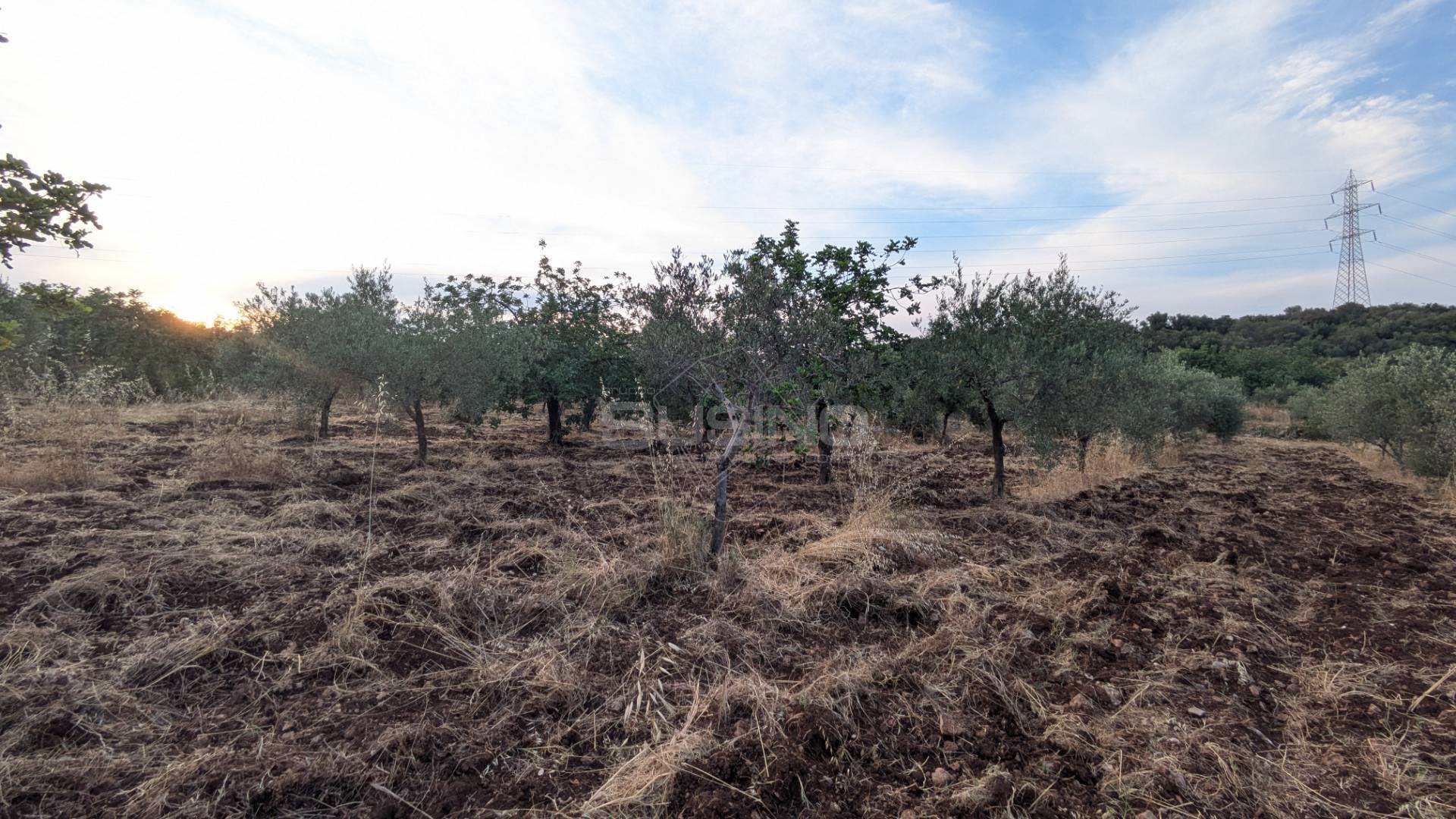 Terreno Agricolo in vendita a Floridia