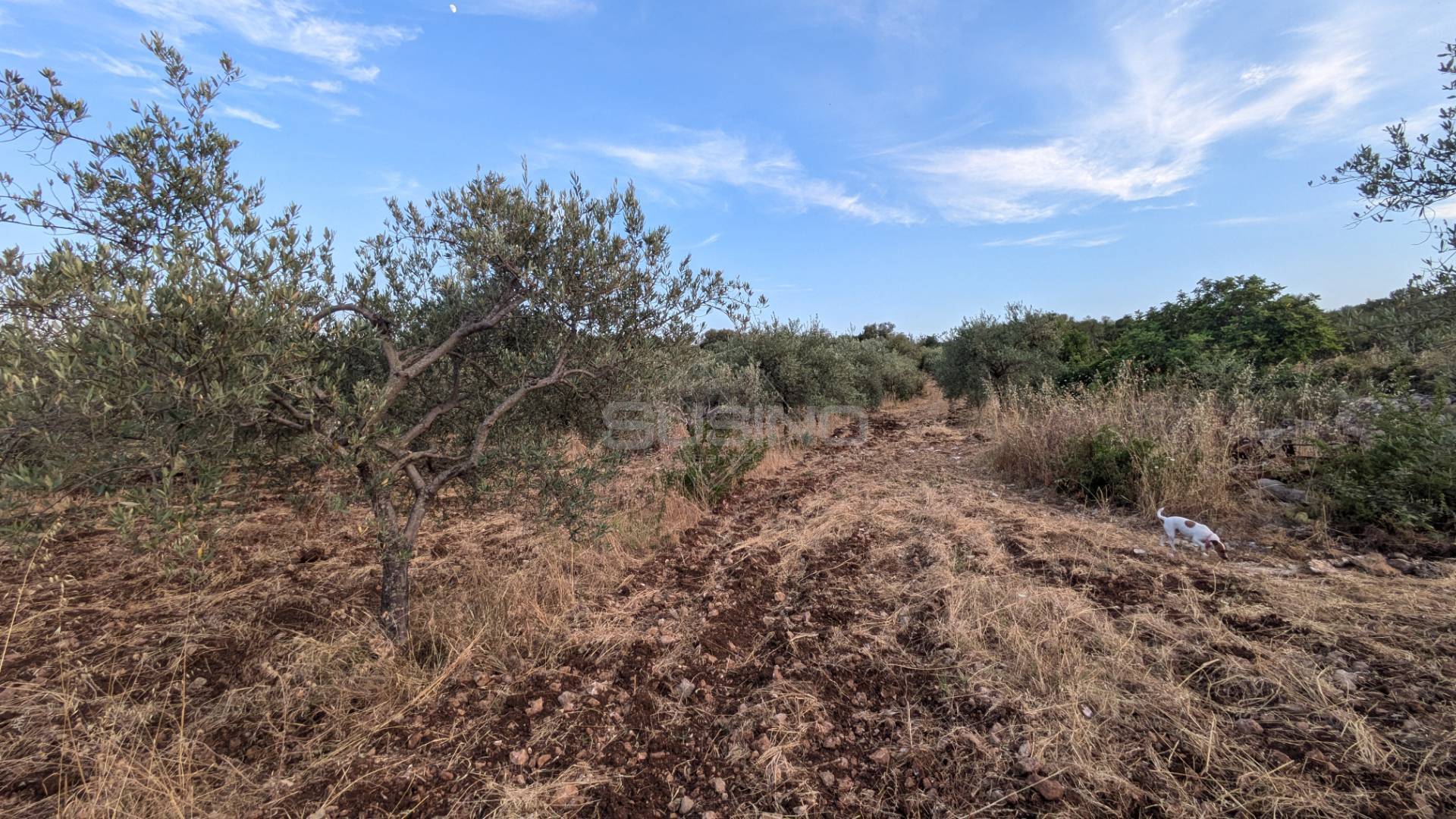 Terreno Agricolo in vendita a Floridia
