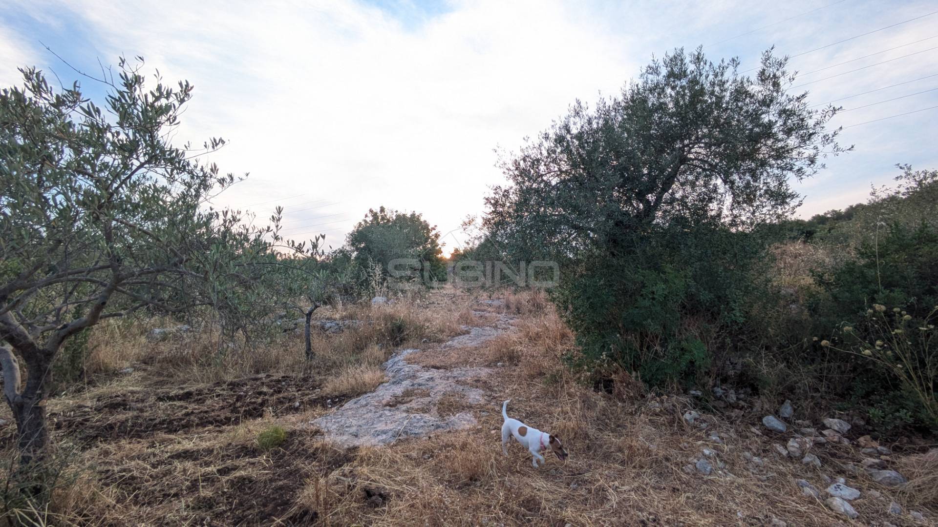 Terreno Agricolo in vendita a Floridia