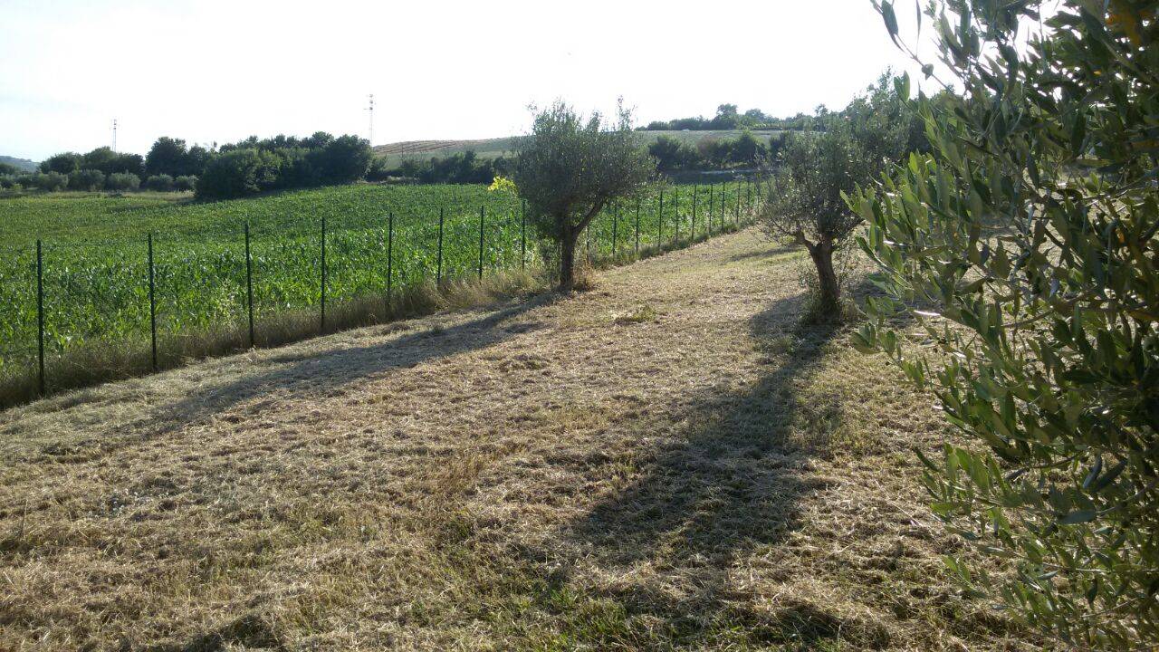 immagine annuncio 4 di 10