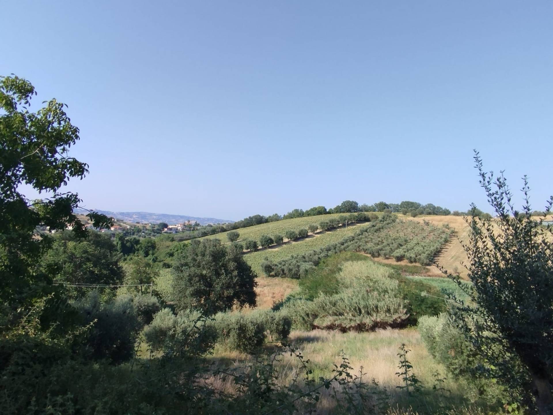 Terreno Agricolo in vendita a Controguerra