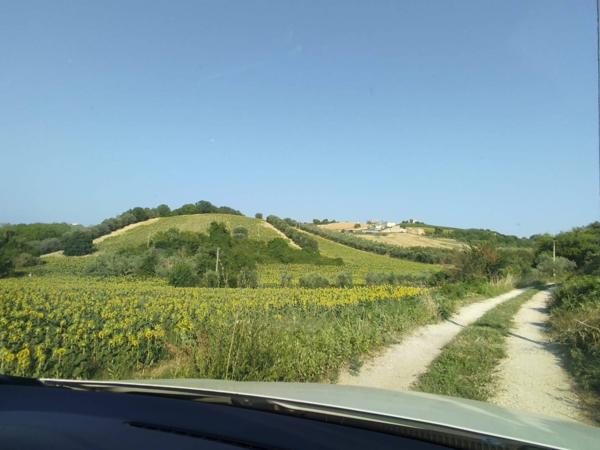 Terreno Agricolo in vendita a Controguerra