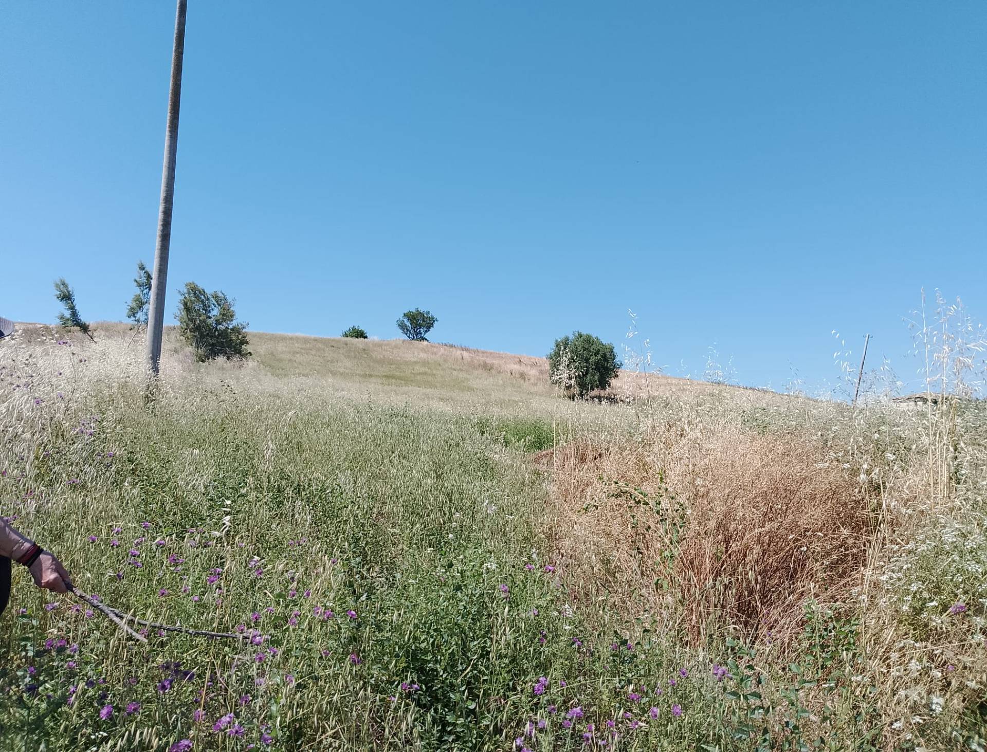 Terreno Agricolo in vendita a Sant'Omero, Poggio Morello