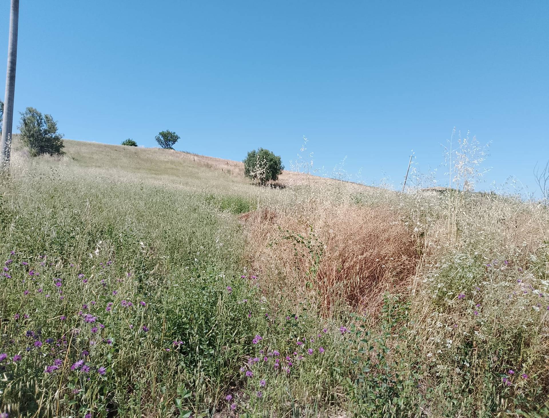 Terreno Agricolo in vendita a Sant'Omero, Poggio Morello