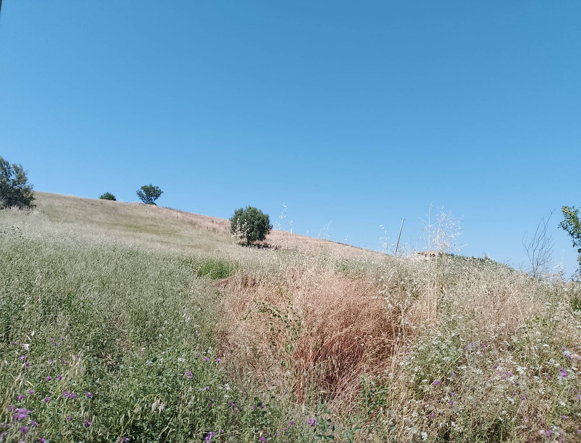 Terreno Agricolo in vendita a Sant'Omero, Poggio Morello