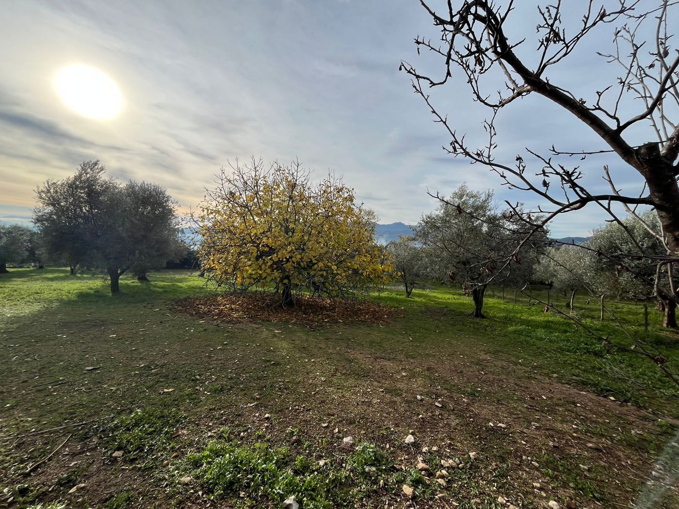 immagine annuncio 7 di 8