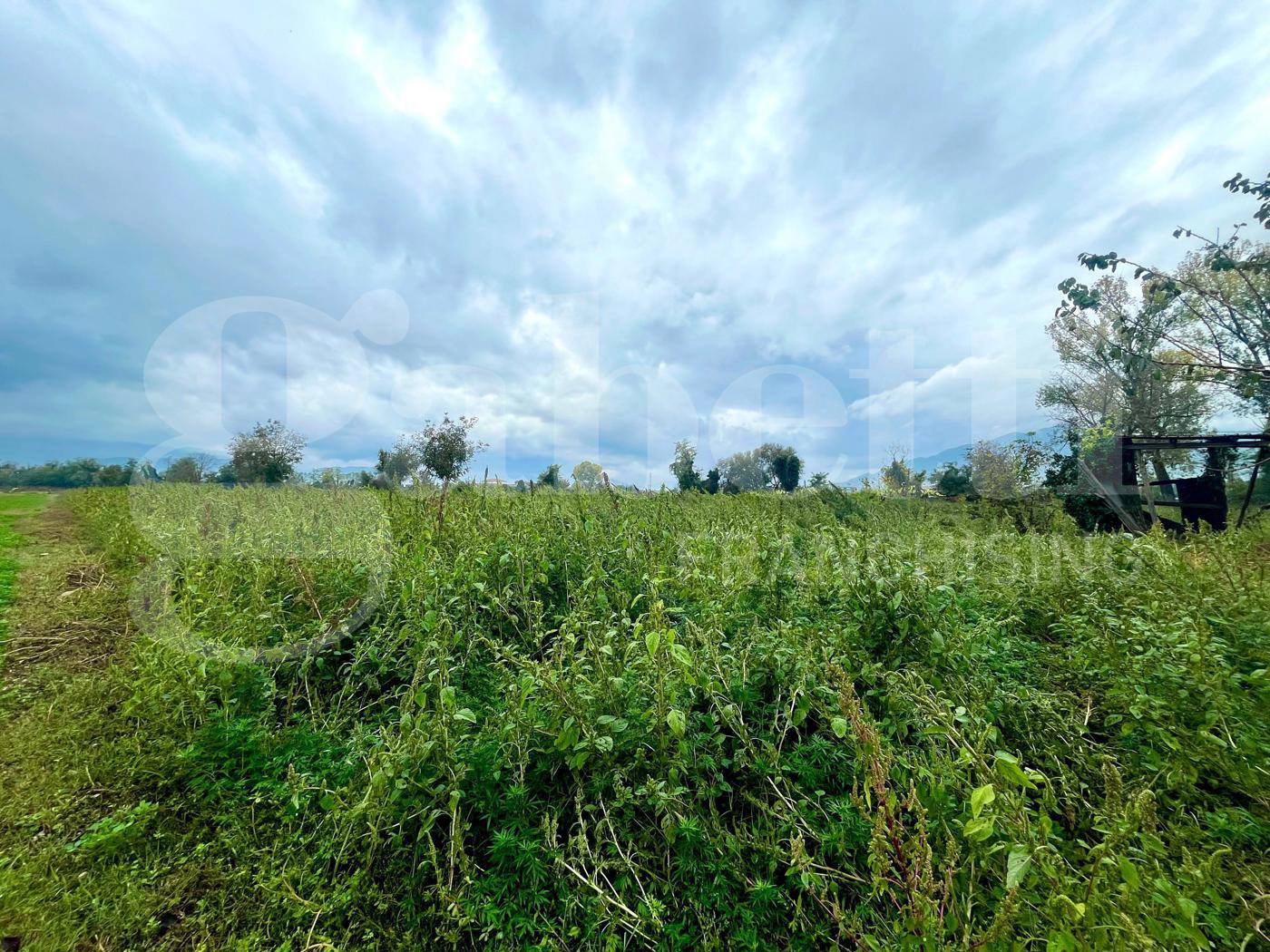 Terreno Agricolo in vendita a Alife