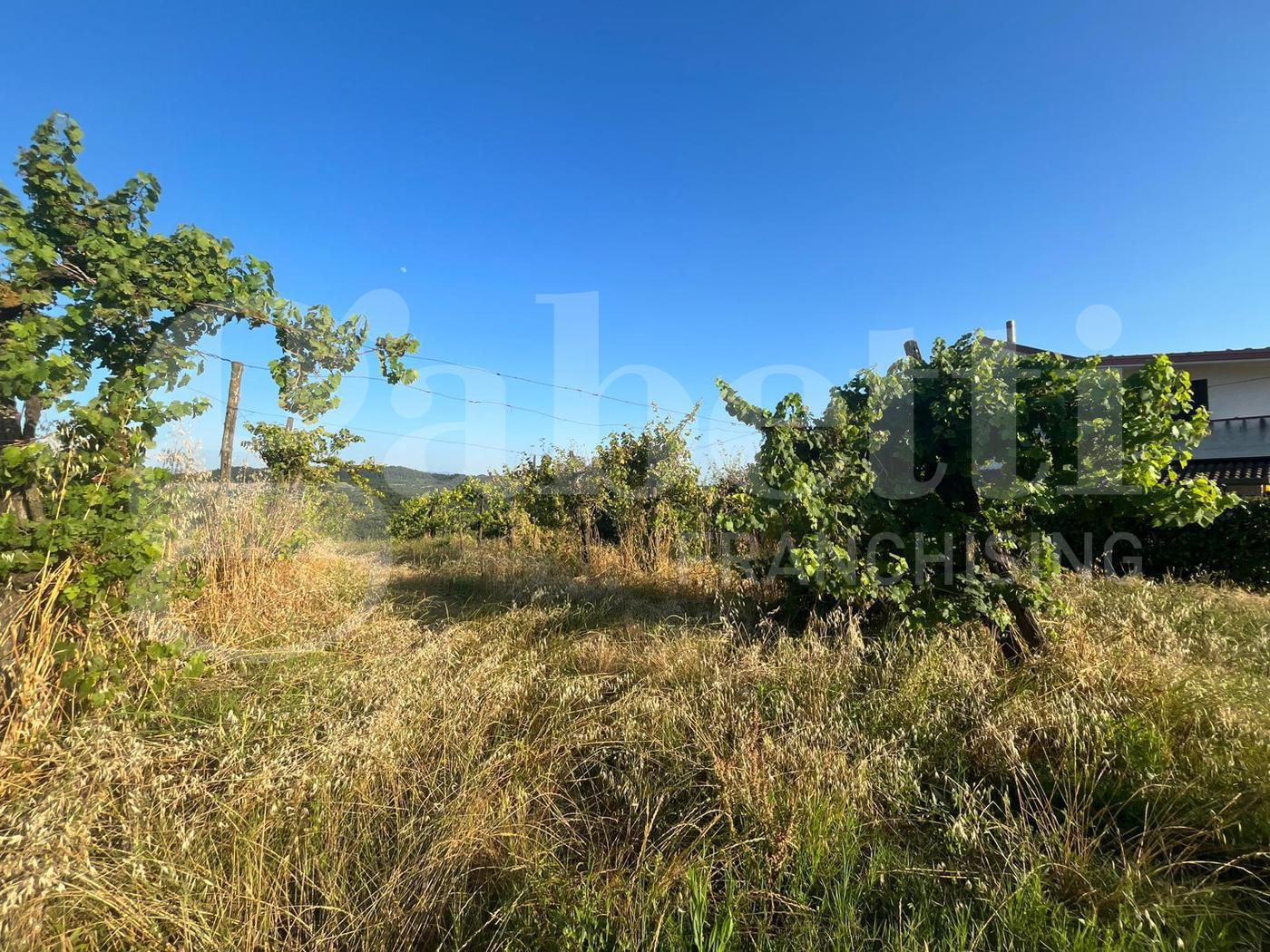 Terreno Agricolo in vendita a Alife