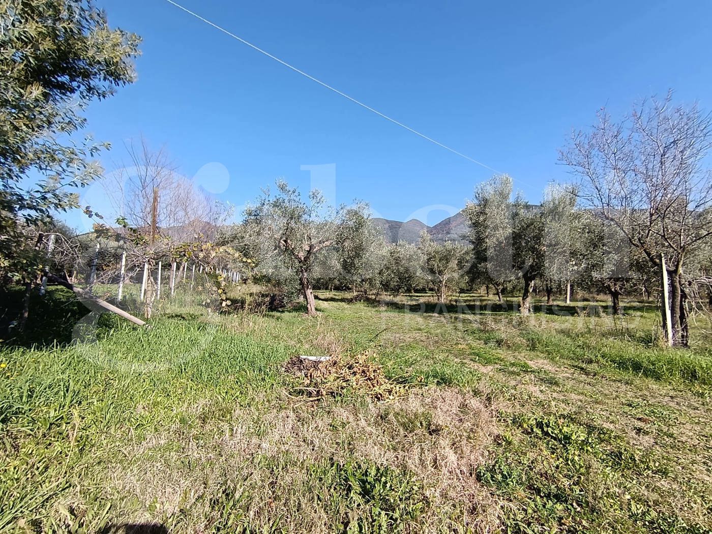Terreno Agricolo in vendita a Sant'Angelo d'Alife