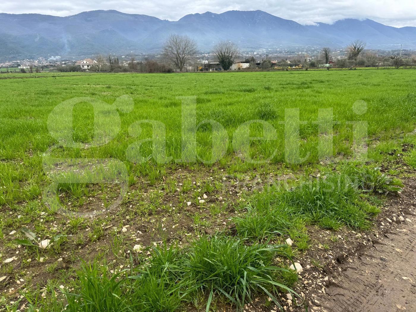 Terreno Agricolo in vendita a Alife