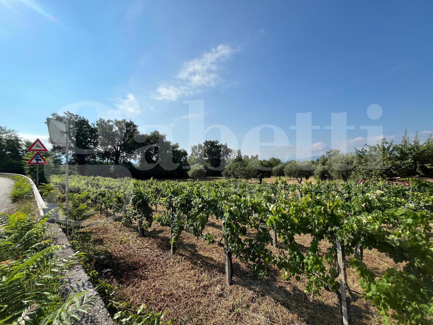 Terreno Agricolo in vendita a Alife