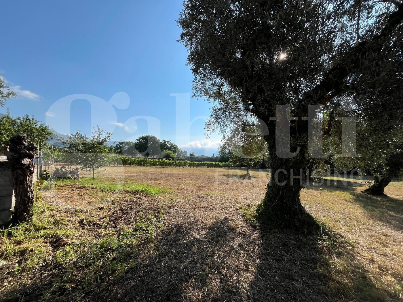 Terreno Agricolo in vendita a Alife
