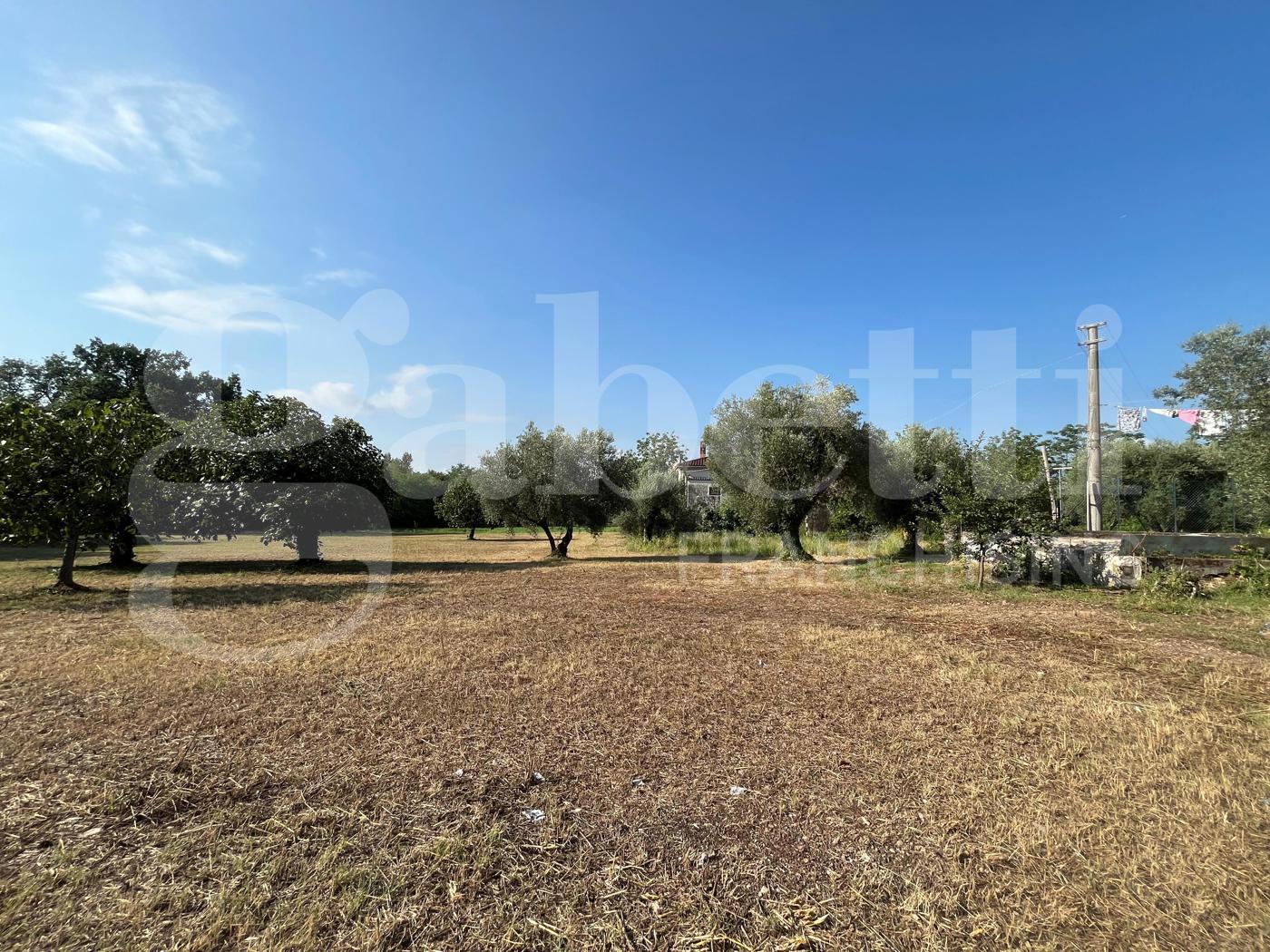 Terreno Agricolo in vendita a Alife