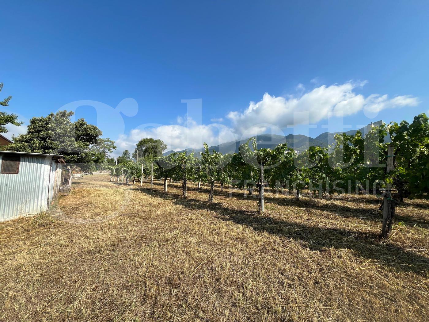 Terreno Agricolo in vendita a Alife