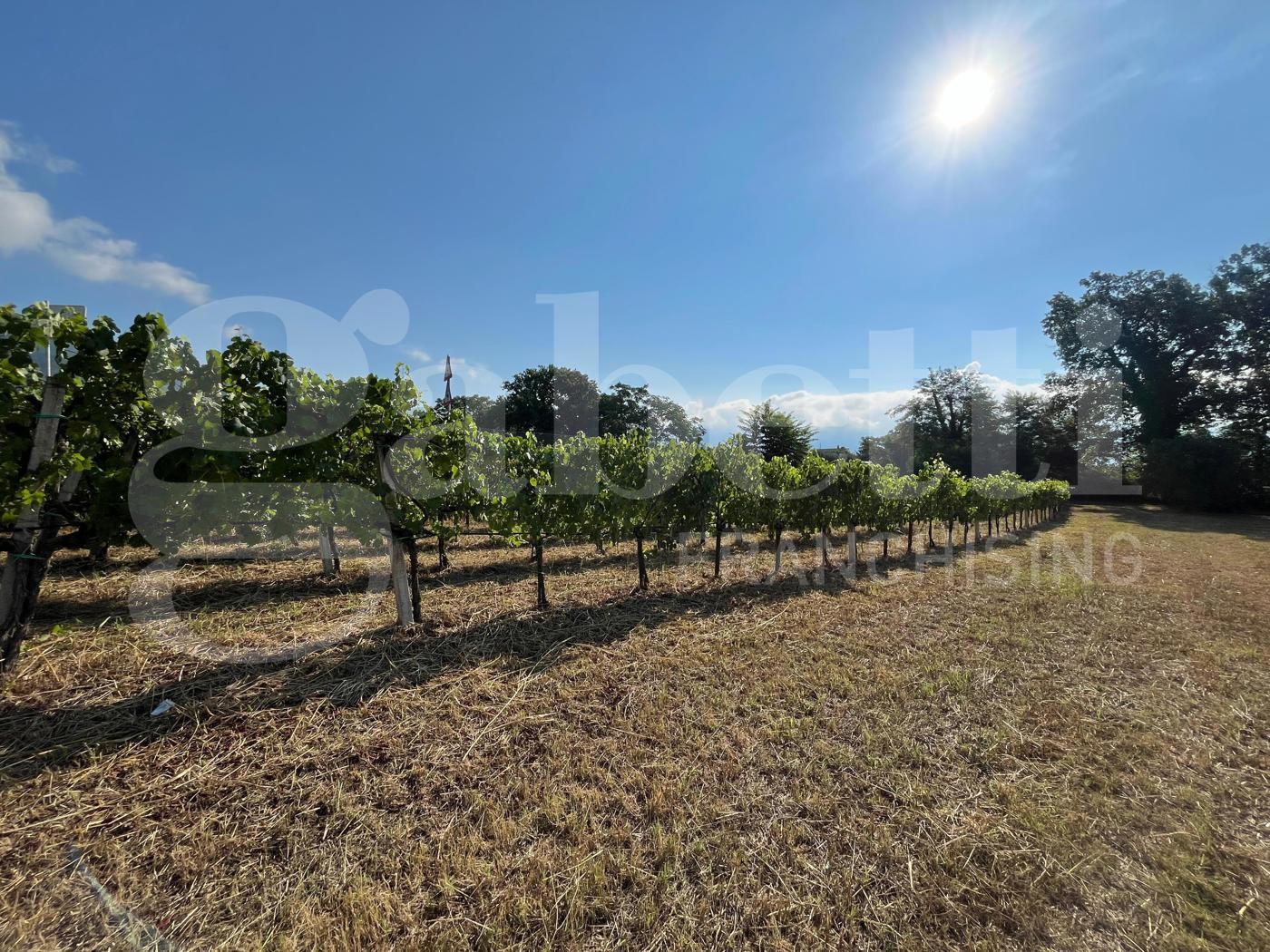 Terreno Agricolo in vendita a Alife
