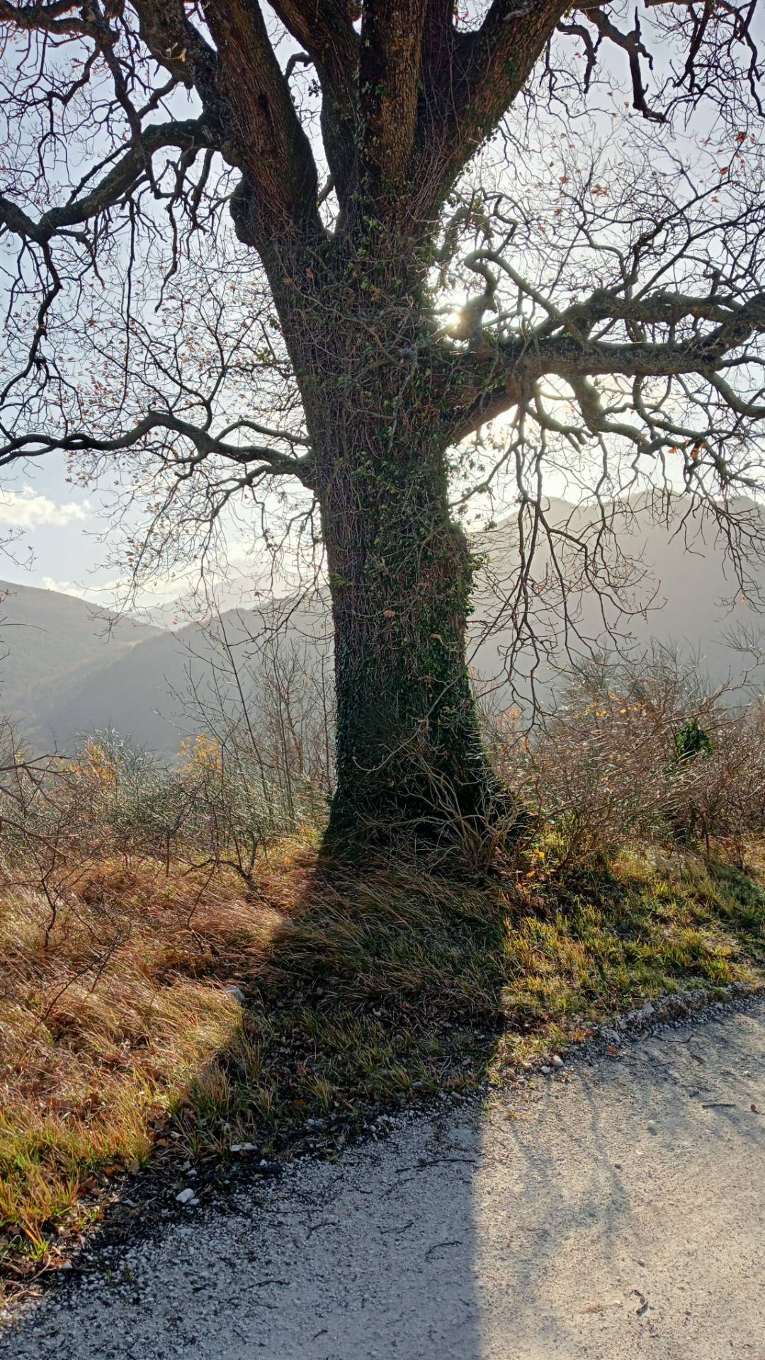 Terreno Agricolo in vendita a Genga