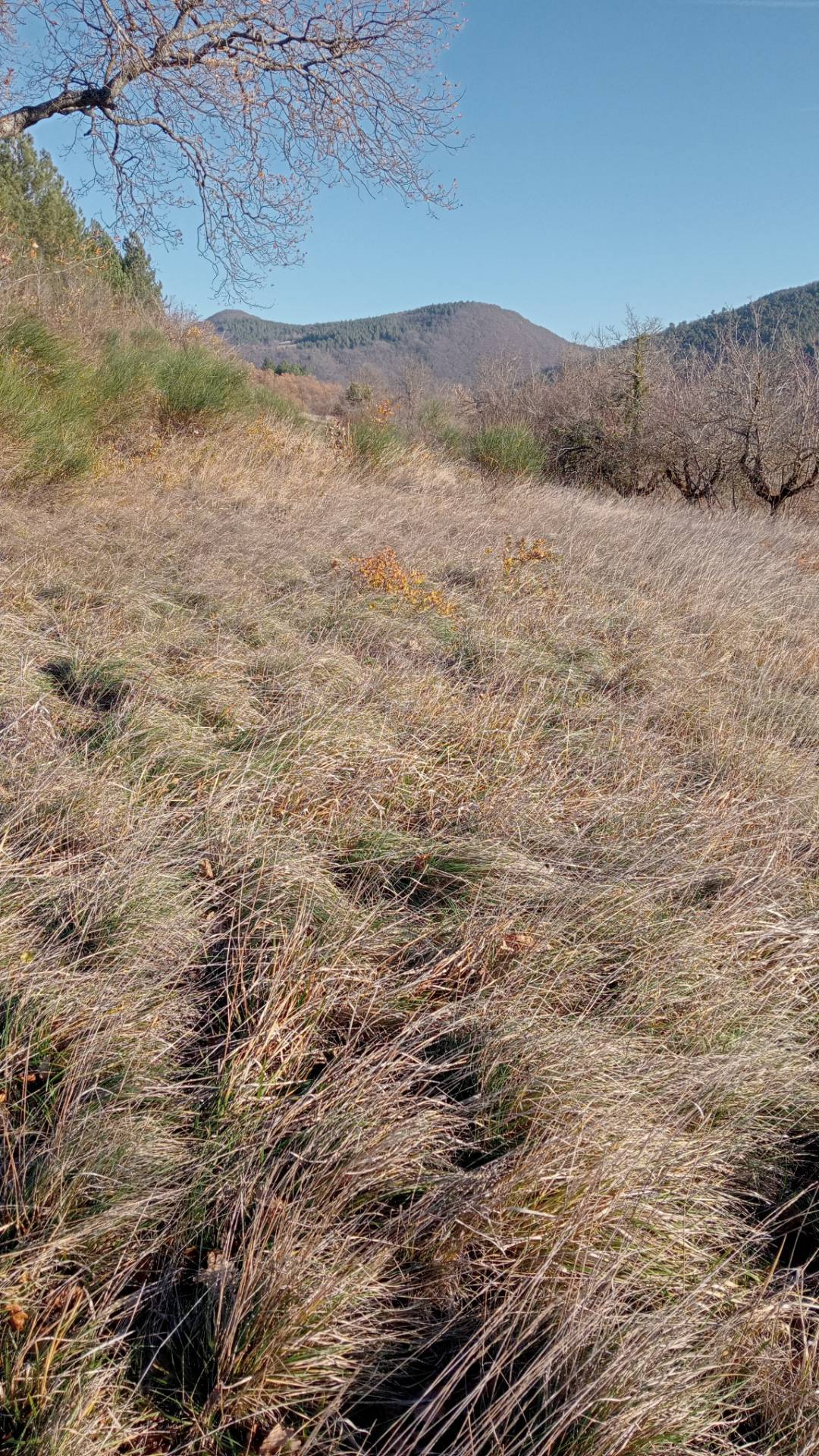 Terreno Agricolo in vendita a Genga
