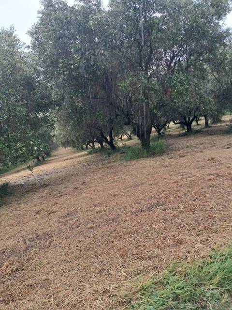 Terreno edificabile (residenziale o commerciale) in vendita a Colonnella, Collinare