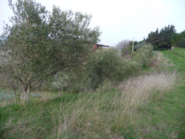Terreno Agricolo in vendita a Acquaviva Picena, Sant'Angelo zona industriale
