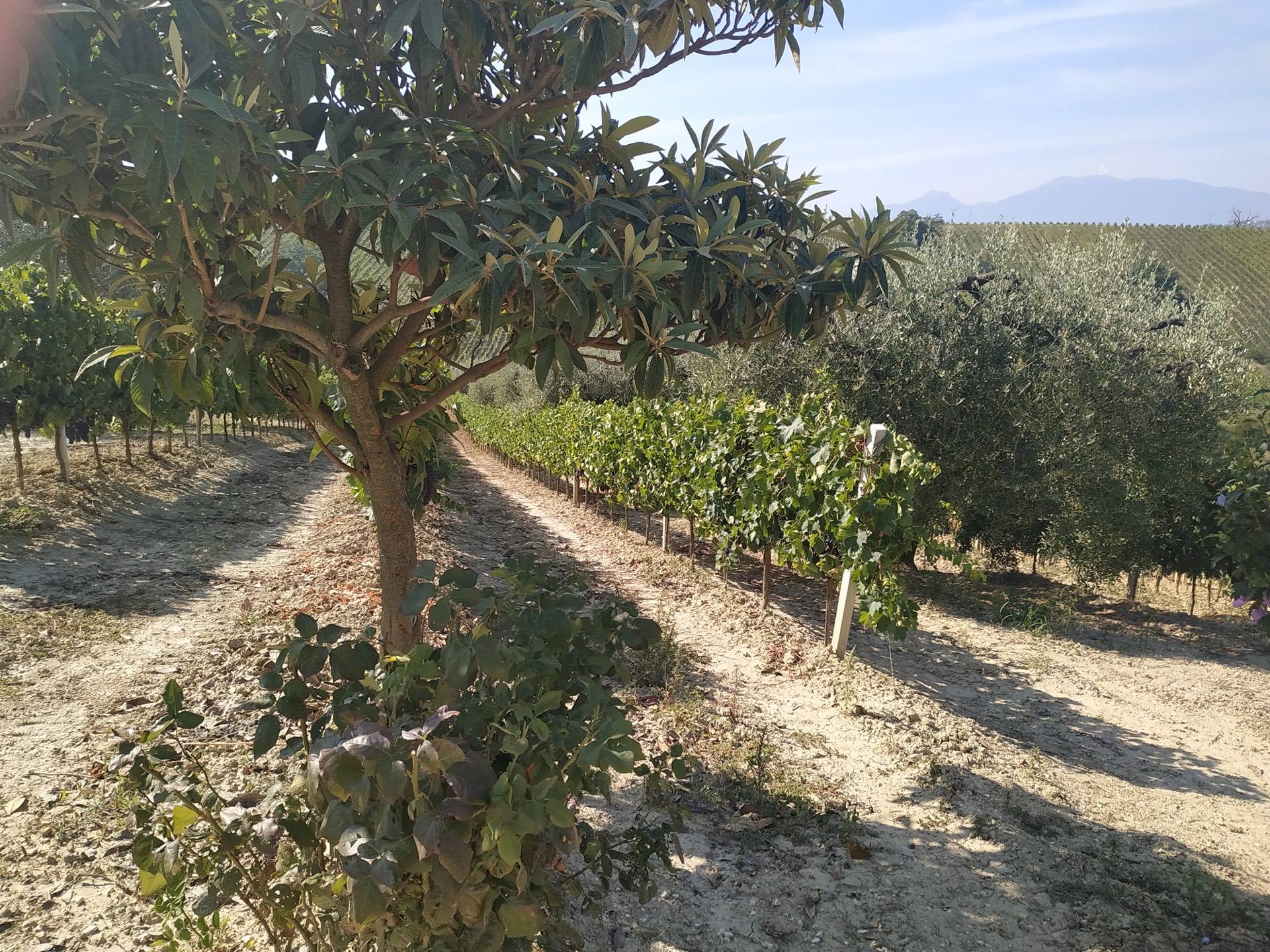 Rustico/Casale in vendita a Acquaviva Picena, Casarica