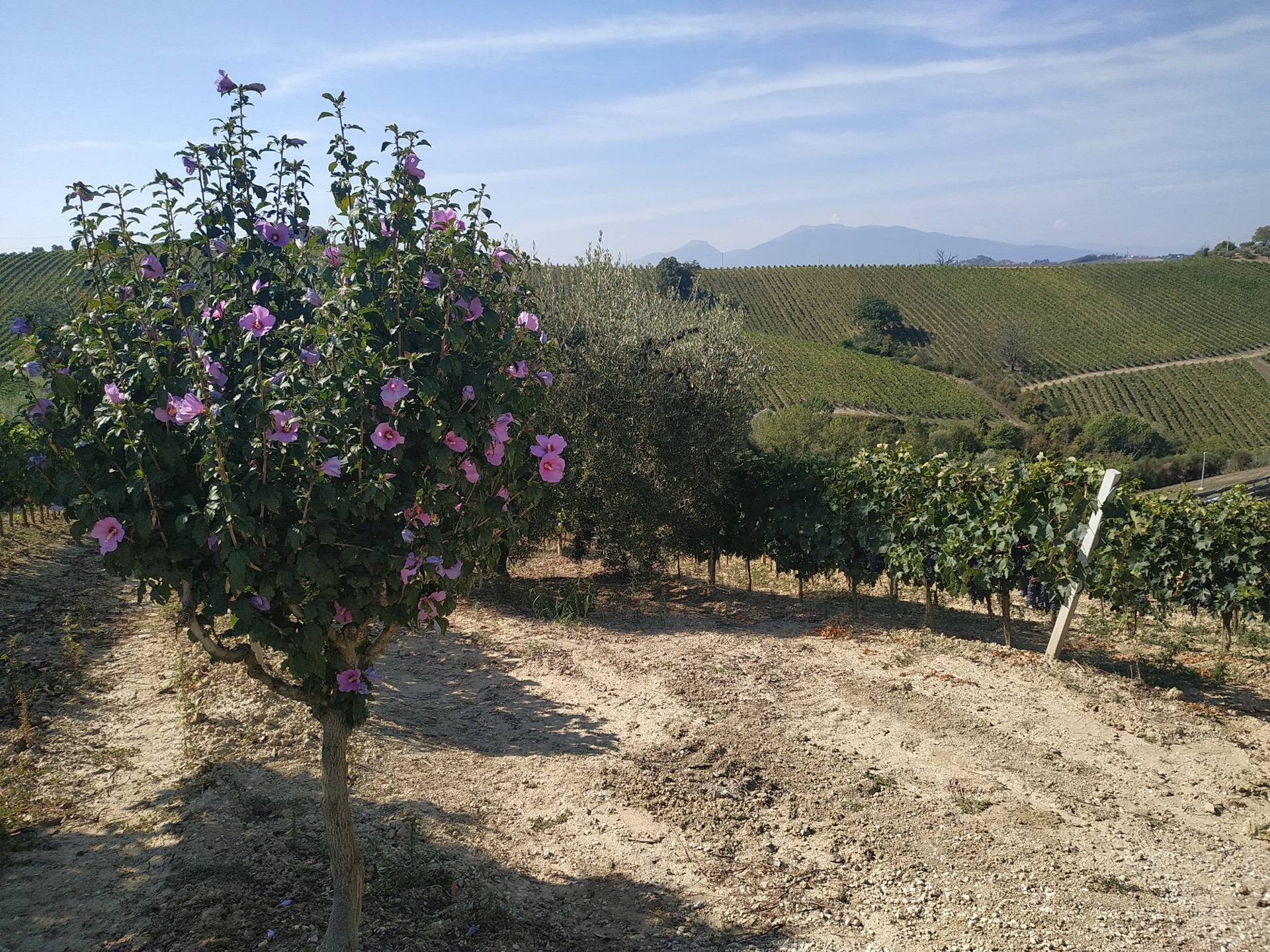 Rustico/Casale in vendita a Acquaviva Picena, Casarica