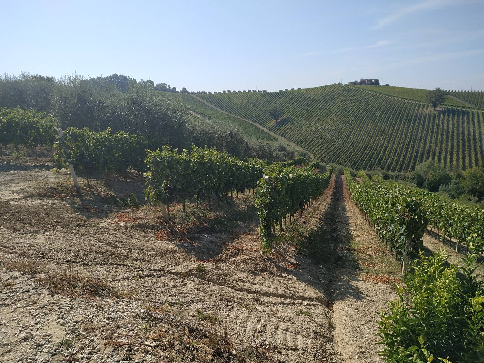 Rustico/Casale in vendita a Acquaviva Picena, Casarica
