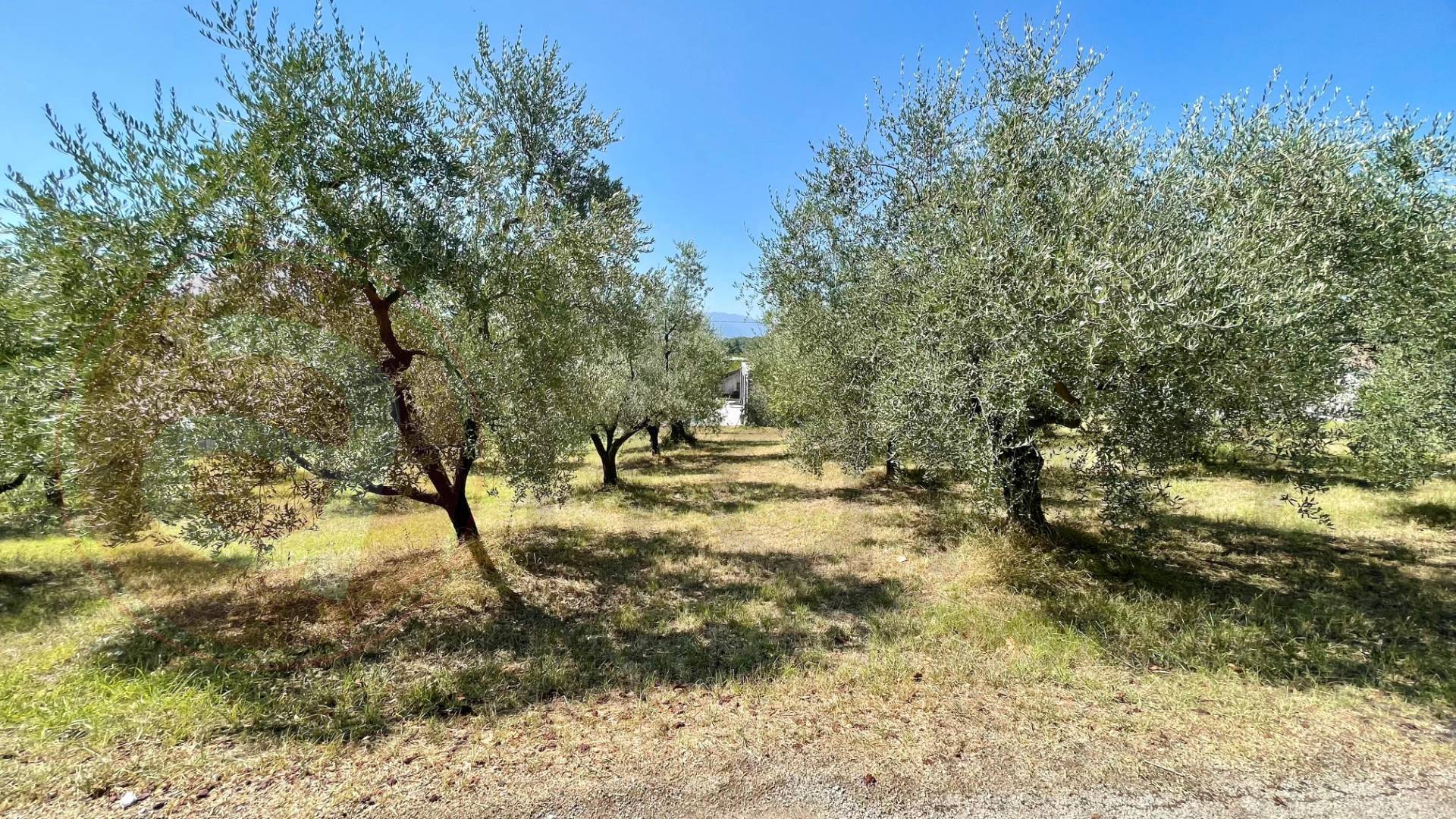 Terreno edificabile in vendita a Colfelice