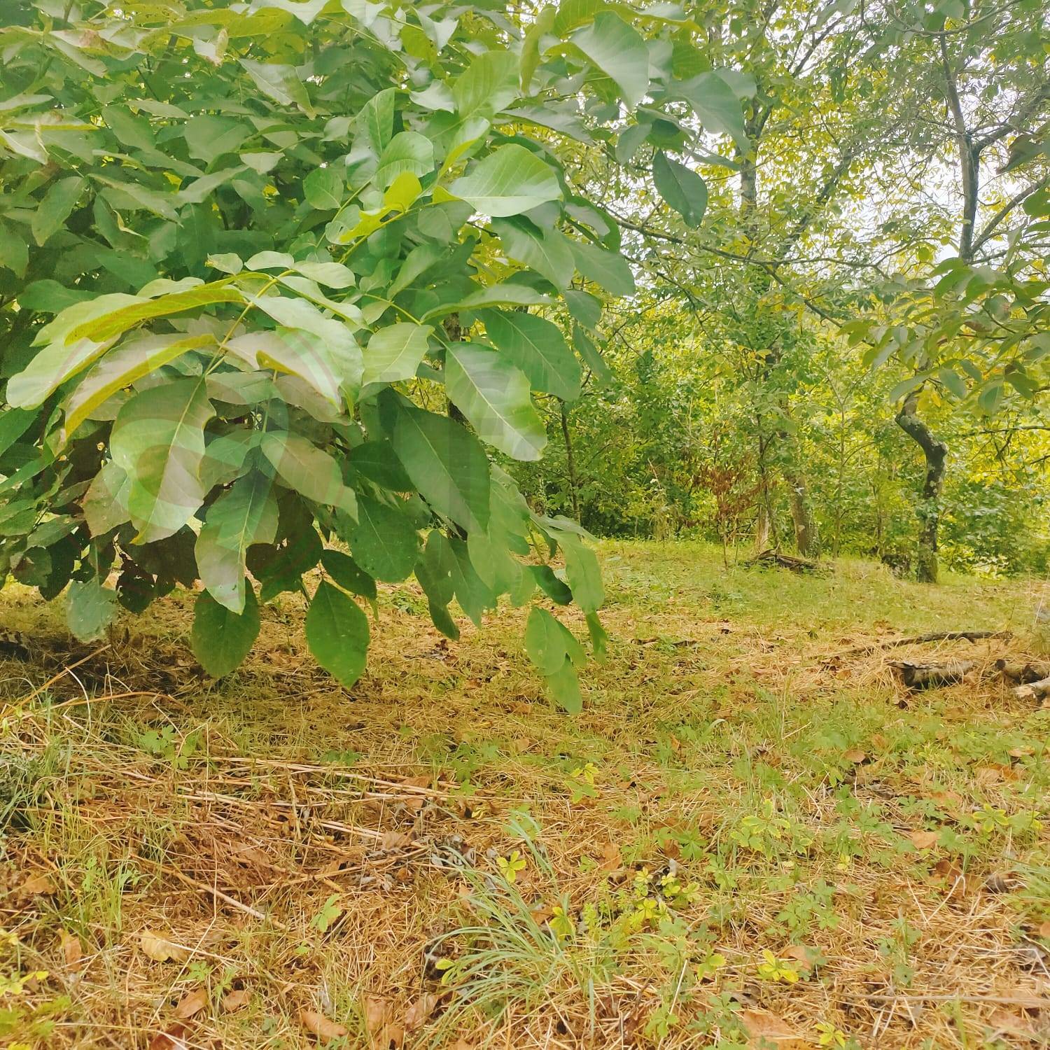 Terreno edificabile in vendita a Villafranca in Lunigiana