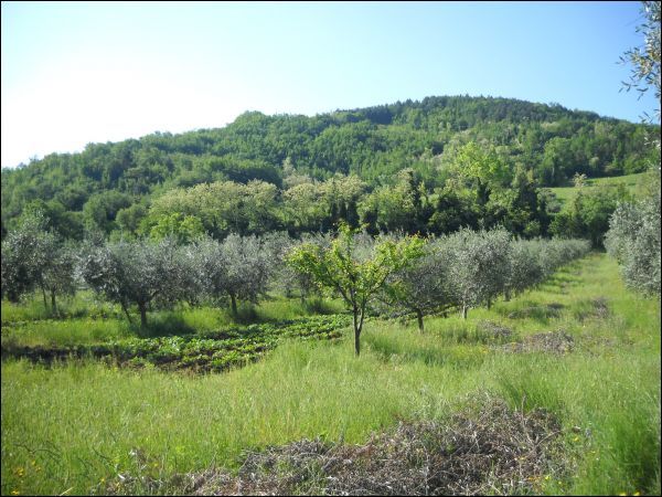 Terreno Ascoli Piceno rosara