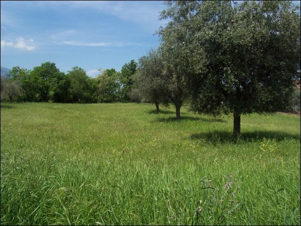 Agricolo in vendita a Sant'Egidio alla Vibrata