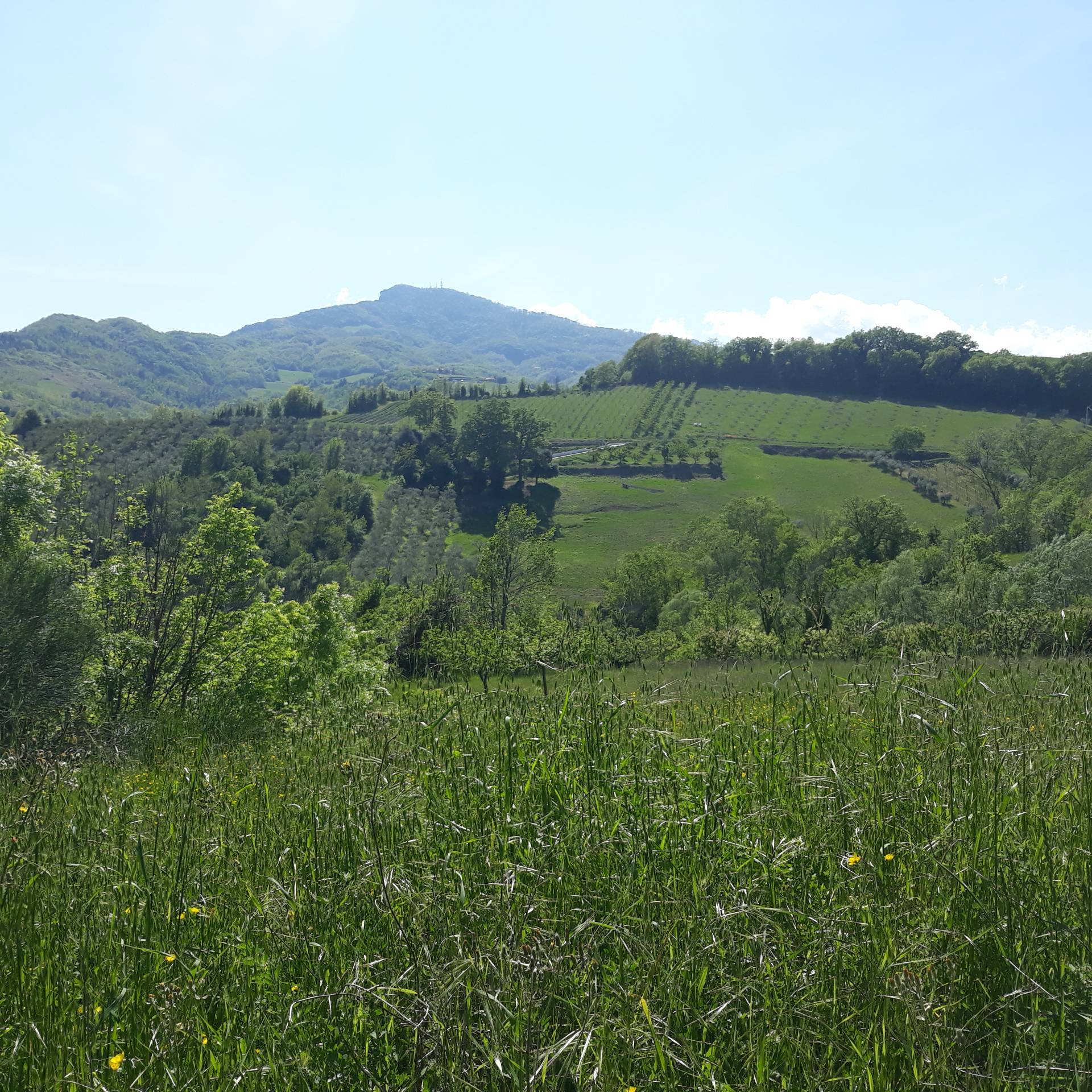immagine annuncio 5 di 6