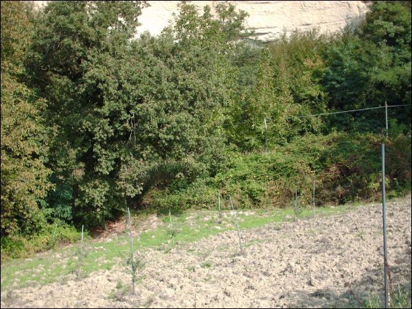 Casa colonica in vendita a Force