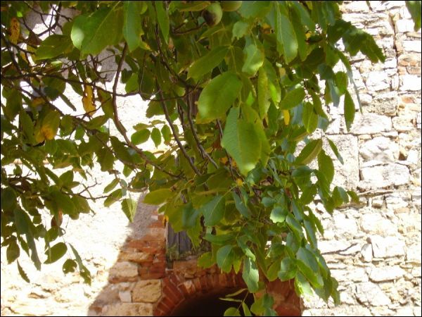 Casa colonica in vendita a Folignano