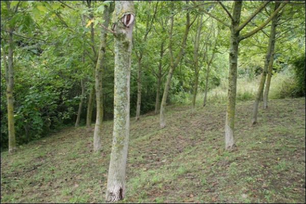 Casa colonica in vendita a Comunanza