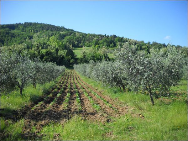 Agricolo in vendita a Ascoli Piceno, Rosara