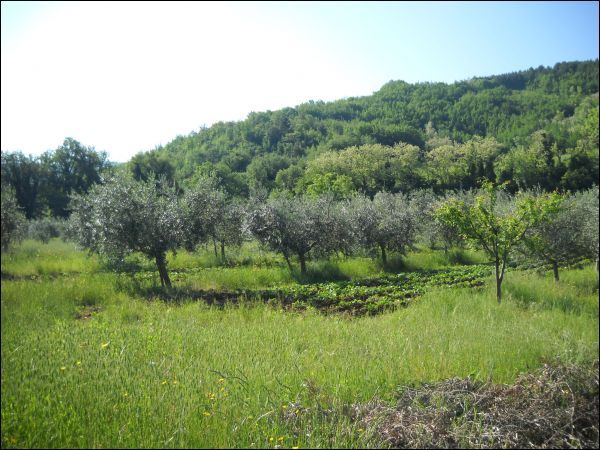 Agricolo in vendita a Ascoli Piceno, Rosara
