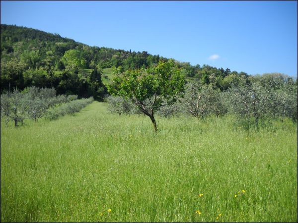 Agricolo in vendita a Ascoli Piceno, Rosara